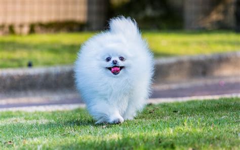 Cute Fluffy White Pomeranian Dog Hd Wallpaper Download