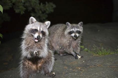 We did not find results for: Raccoons in Central Park. Photo of Raccoon taken at night ...