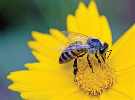 And lots of garden blooms offer both sources for bees throughout the growing season. NASA Climate Kids