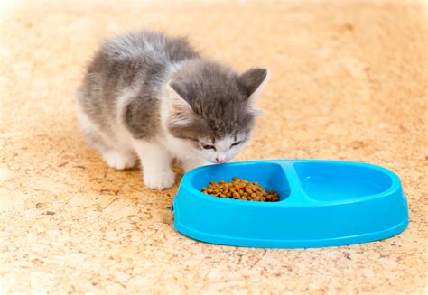 Kibble tends to have high carbohydrate content and never provides enough moisture, increasing your kitten's chances of developing diabetes and urinary tract disease. Best Kitten Food 2021