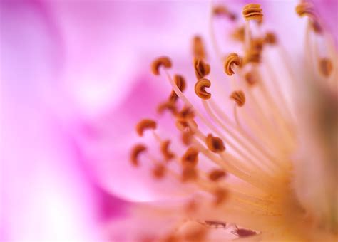 Abstract Flower Photography Tips Ephotozine