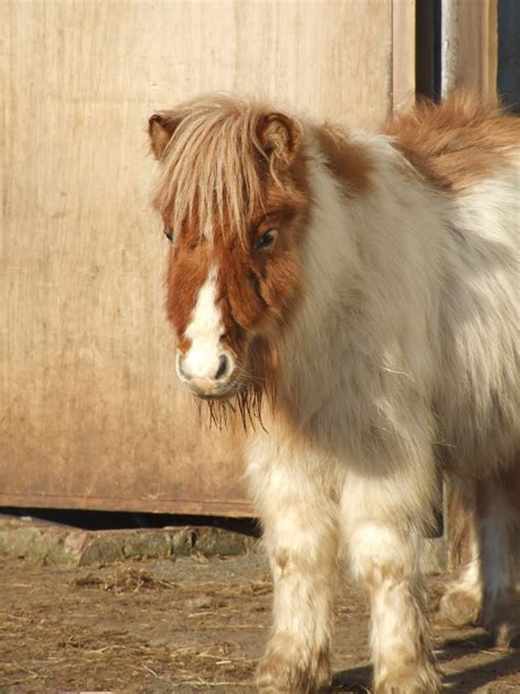 Hericus Miniature Shetland Pony Stud Pony Pictures And For Sale