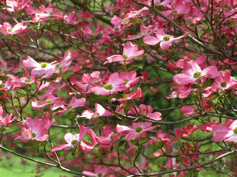 Their shiny, dark green foliage is evergreen, so it looks great all year. File:Dogwood-pink-flowering-tree - West Virginia ...