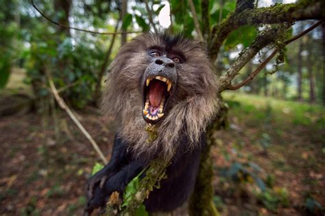 These Intense Photos Of Lion Tailed Macaques Will Turn You Into A
