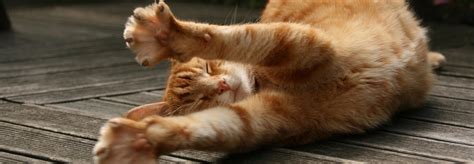 With more than 500 available cats and dogs every day, we're sure to have the right pet for your family. Texas CARES - Cat Adoption and RescueTexas CARES | Cat ...