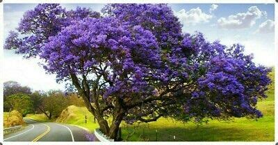 Jacaranda mimosaefolia commonly known as blue jacaranda is a very popular ornamental plant. Stunning Blue Jacaranda 100 Seeds- Garden/Bonsai | eBay