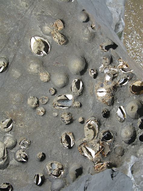 Usgs On Twitter Fossil Rock Boring Clams Pholads In The Wave Cut