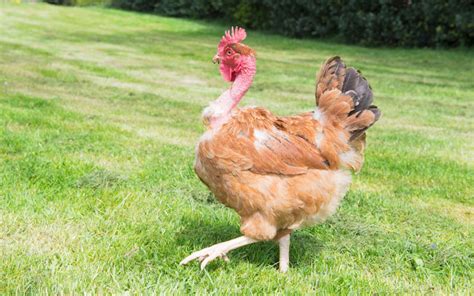 Naked Neck Chicken Breed Profile Facts Learnpoultry
