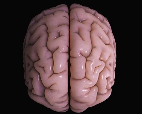 Medical Anatomical Human Brain Model Anatomy Cerebral Cortex Brain My Xxx Hot Girl