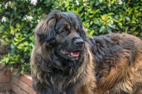 Image Result For Estrela Mountain Dog Big Dog Breeds Leonberger Dog