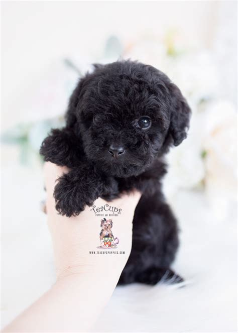 Poodle in dogs & puppies for sale. Tiny Black Poodle Puppies | Teacups, Puppies & Boutique