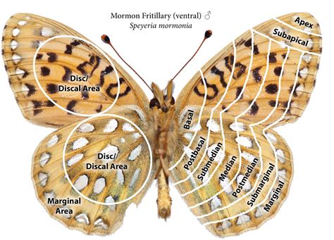 Northwest Butterflies Anatomy And Wing Terminology