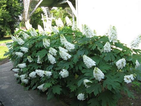 21 Low Maintenance Shrubs Anyone Can Grow Gardenoid