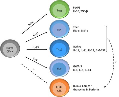 Frontiers Cytotoxic Cd4 T Cells Drive Multiple Sclerosis Progression