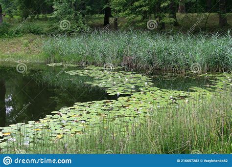 Forest Lake With Water Lilies Stock Photo Image Of Quiet Swamp