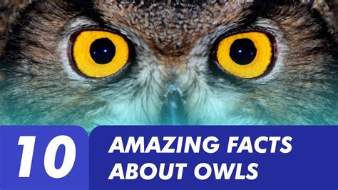 Owl Eyes Anatomy Anatomy Book
