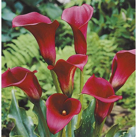 Garden State Bulb Pack Calla Majestic Red Bulbs Lw At Lowes Com