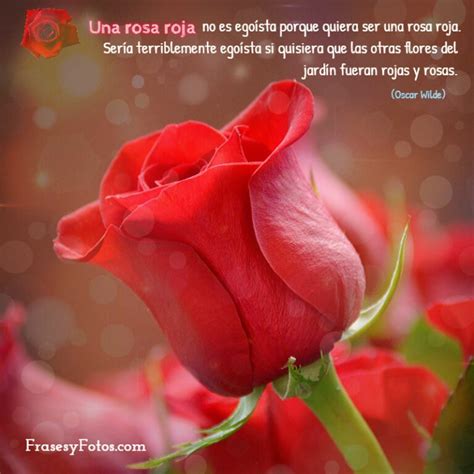 6 Imágenes De Flores Hermosas Con Frases Bonitas Rosas