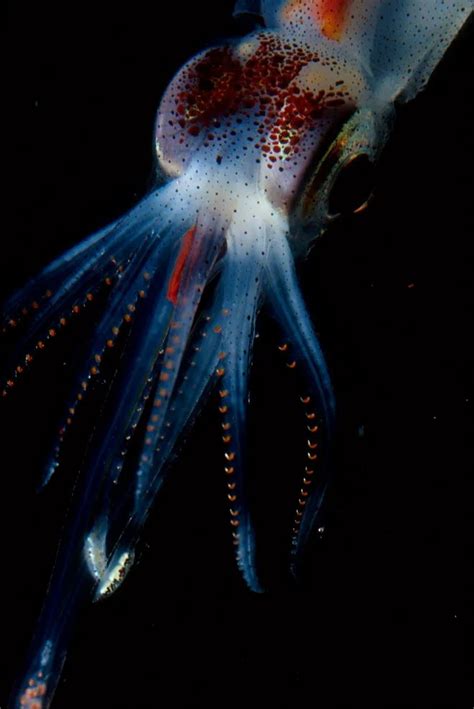 8 Beautiful Bioluminescent Creatures From The Sea In 2022 Deep Sea