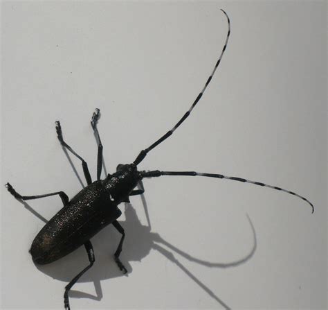 List 92 Wallpaper Black And White Bug With Wings Sharp