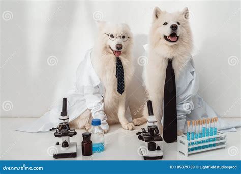 Dogs Scientists In Lab Coats Stock Image Image Of Breed Chemical