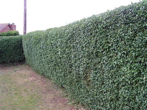 100 Green Privet 40 60cm Tall Hedging Ligustrum Plants Hedge Fast