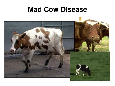 Ppt Mad Cow Disease Powerpoint Presentation Free Download Id5555761