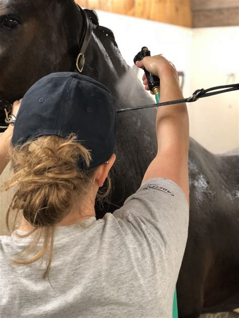 5 Game Changing Body Clipping Tips from a Professional Groom! - The ...