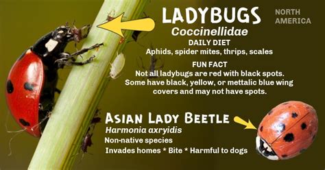 50 Fascinating Facts About Ladybugs 2024 Edition