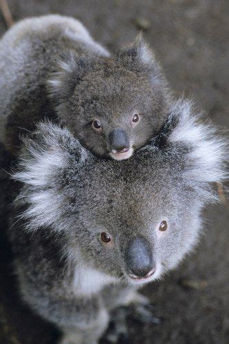 Cute Baby Animals 100 Reasons To Go Ahhhh Koalas Cute Baby