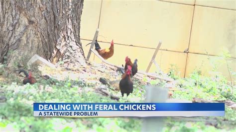 Hawaii Bill Aimed At Managing Thousands Of Feral Chickens Fails Youtube