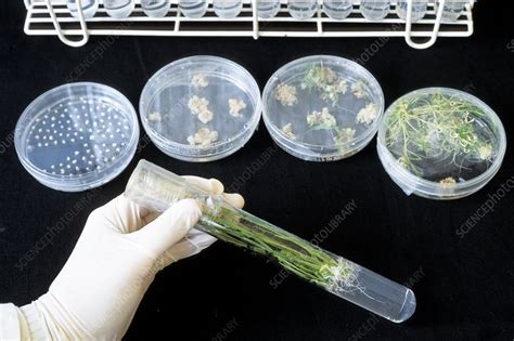 Transgenic Rice Research Stock Image C0021710 Science Photo Library