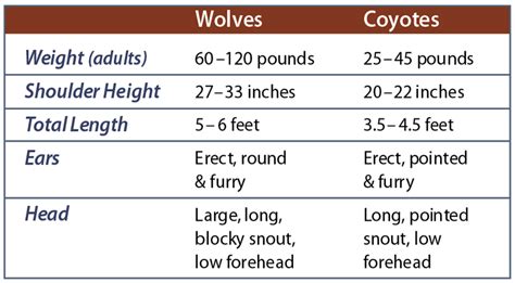 Gray Wolf Identification Western Wildlife Outreach