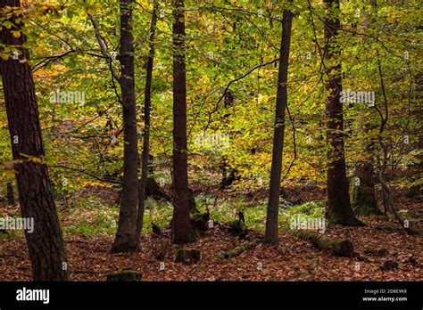 Autumn Leaves In A German Mixed Forest In The Backlight Stock Photo Alamy