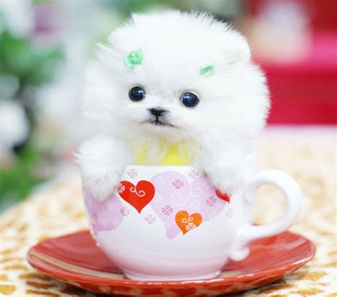 Teacup Dogs These Will Melt Your Heart Foreign Policy