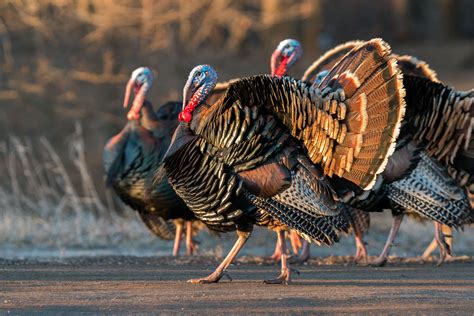 How Wild Turkeys Took Over New England Audubon