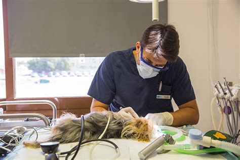 Pet Dental Care Advanced Dentistry Germanvetae