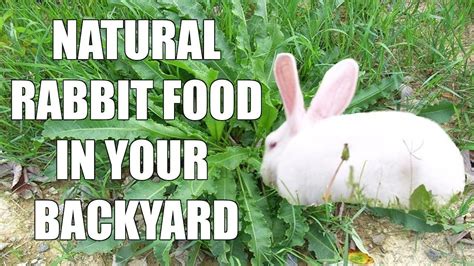 Wild Natural Rabbit Food What Do Wild Rabbits Eat Raising Meat