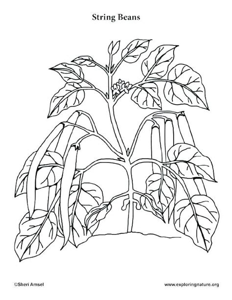 Plant Coloring Pages Trees Plants And Flowers As Well Printable