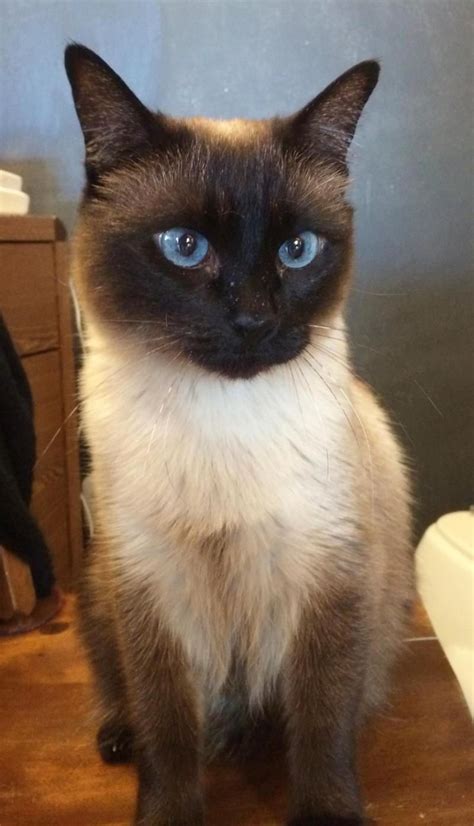 Siamese Cat Up For Adoption Cats Types