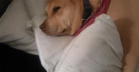 I Think She Likes Pillows Imgur