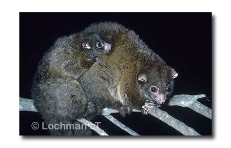 Lemuroid Ringtail Possum Lochman Transparencieslochman Transparencies