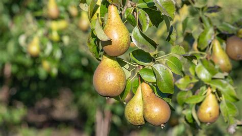 How To Grow And Care For A Pear Tree