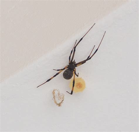 Female Latrodectus Geometricus Brown Widow Spider In Vero Beach