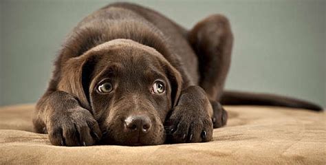 Separation Anxiety In Dogs Gosouth