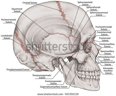 Skull Sutures Anatomy