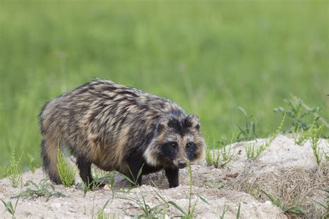 Facts About The Raccoon Dog A Rare But Endangered Species