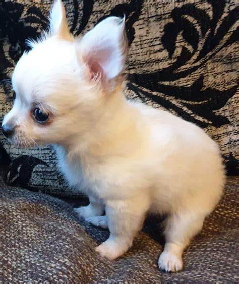 Long Hair Chihuahua Puppies In Willenhall West Midlands Gumtree
