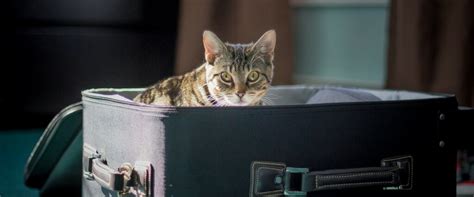 Most airlines offer space for pets in either a cargo area or in the cabin. Does Your Pet Need a Plane Ticket? And Other Questions You ...
