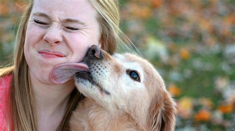 6 Dog Saliva Myths That You Thought Were True